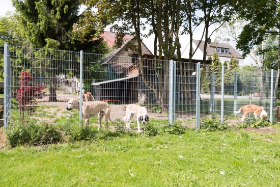 Doppelstabmatte 6/5/6 Feuerverzinkt - Hundezaun